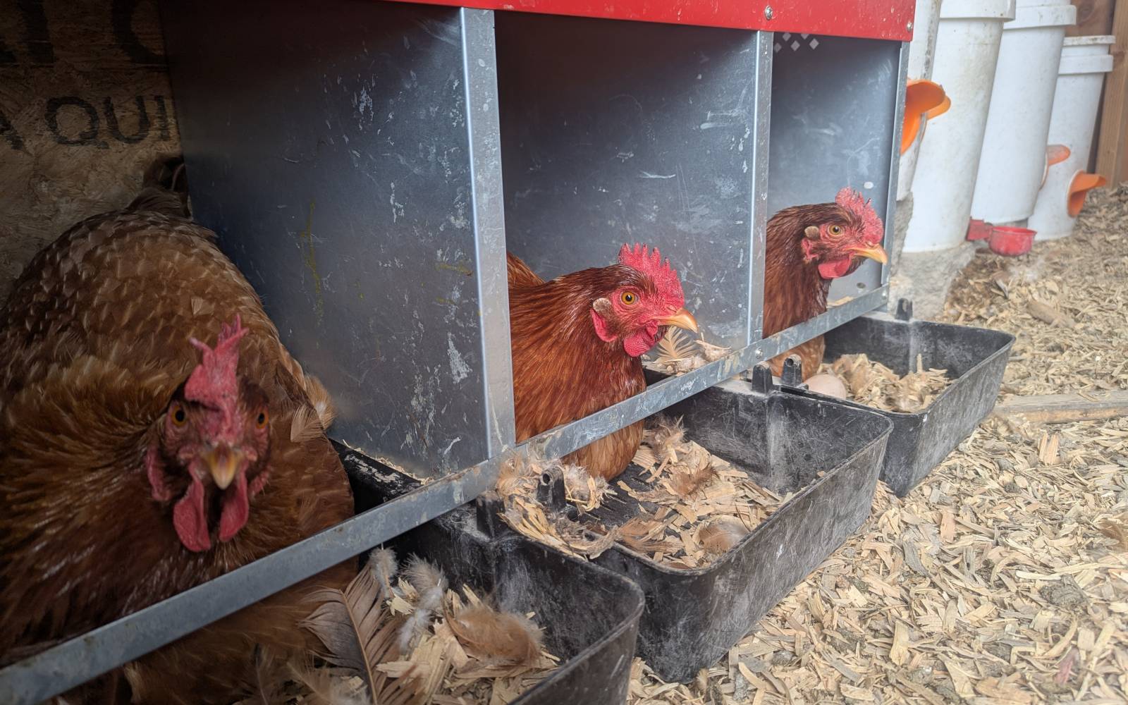 Hens from Sage Mercer's flock in their yard