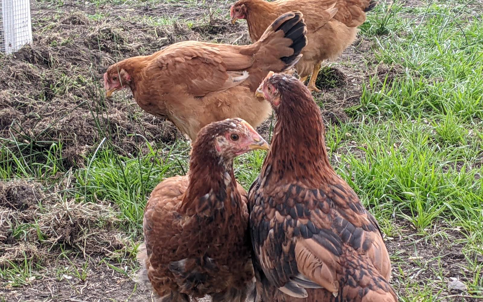 The Kinds of Birds I Like Best Now placeholder image