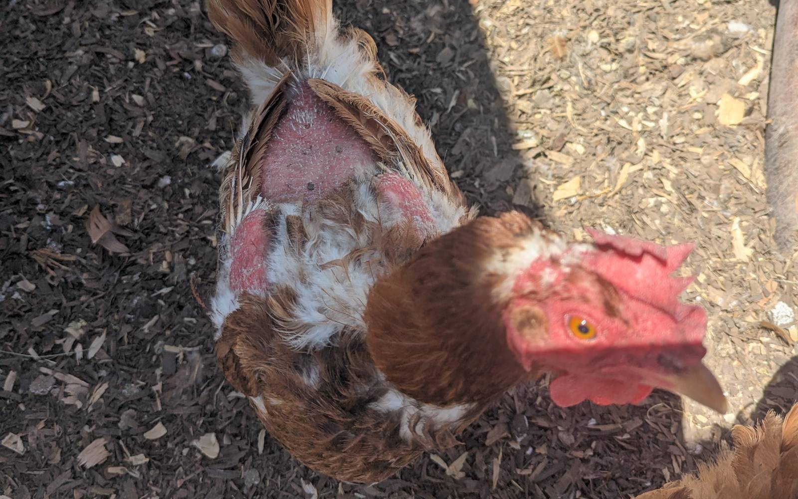 How a Flock Tells Me Something Is Off placeholder image