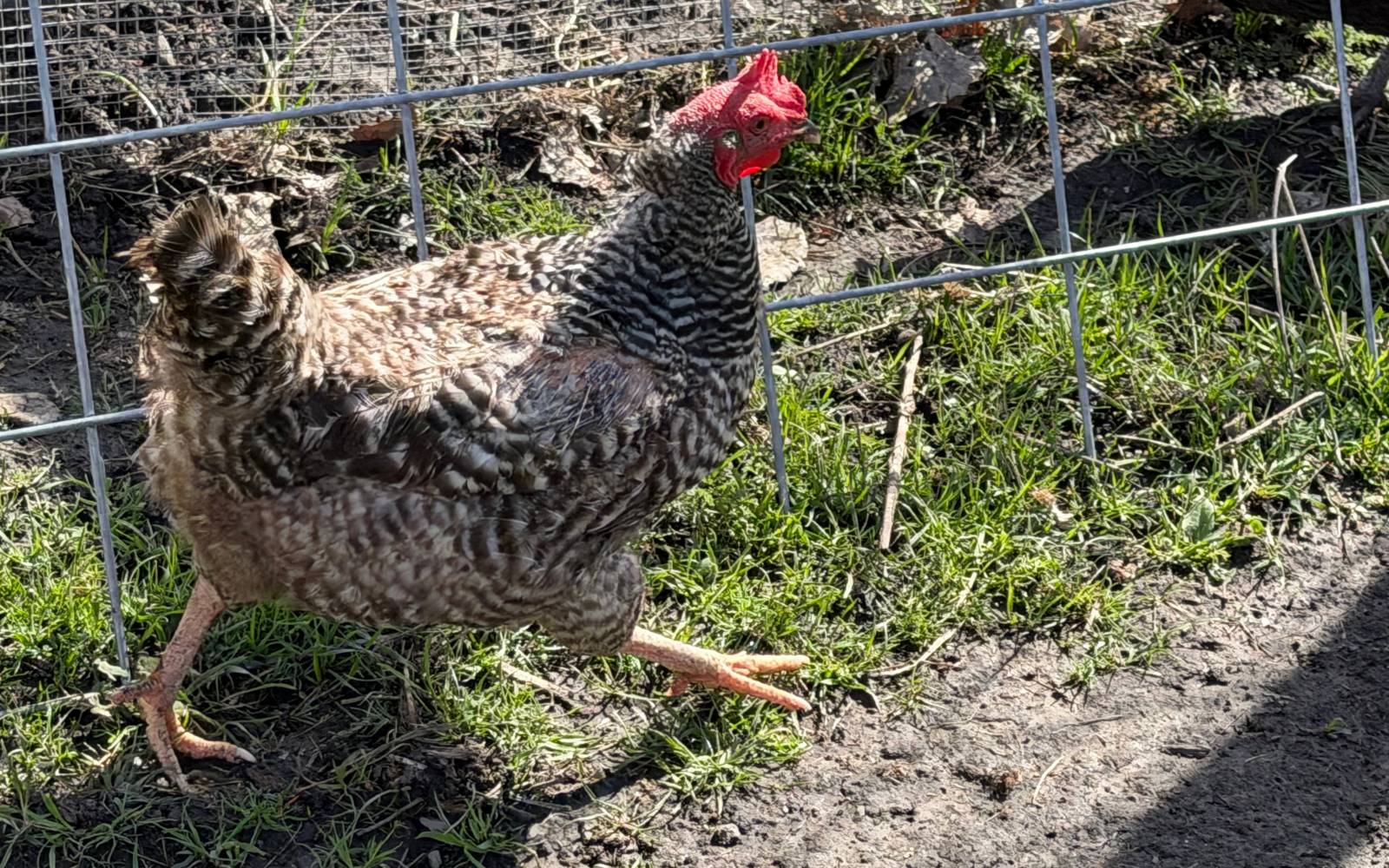 What I Pay Attention to During Molt placeholder image