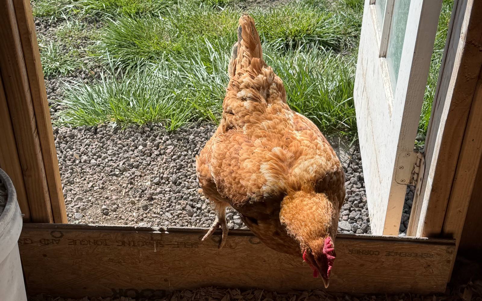 Why I Still Keep Hens After They Stop Laying placeholder image