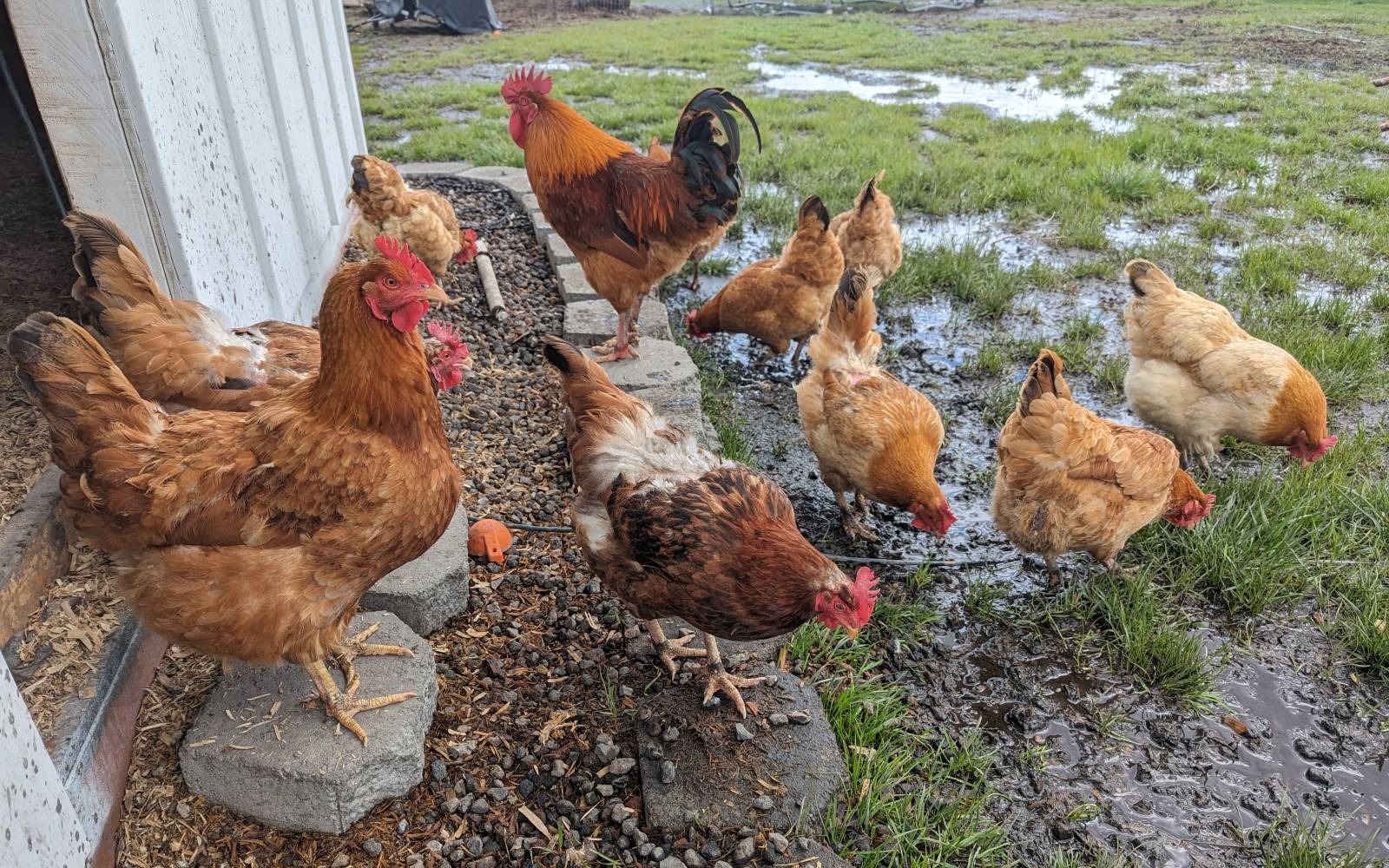 What a Good Rooster Is Worth placeholder image