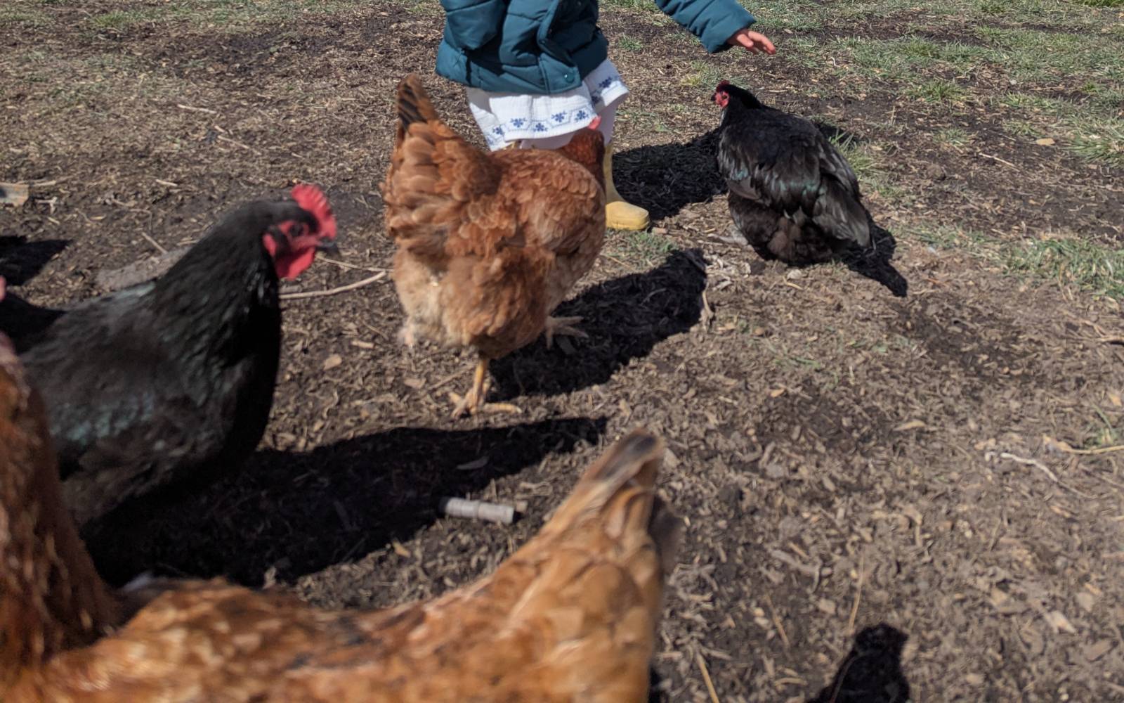 Best Chicken Breeds for Beginners placeholder image