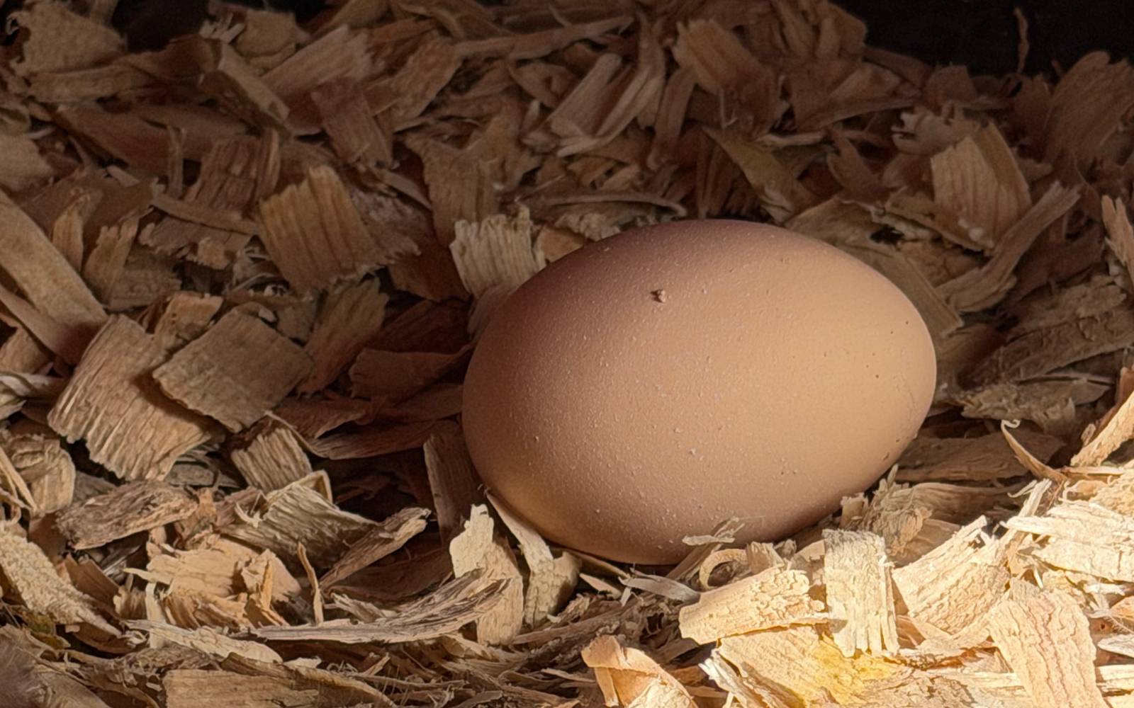 Why Chickens Stop Laying Eggs placeholder image