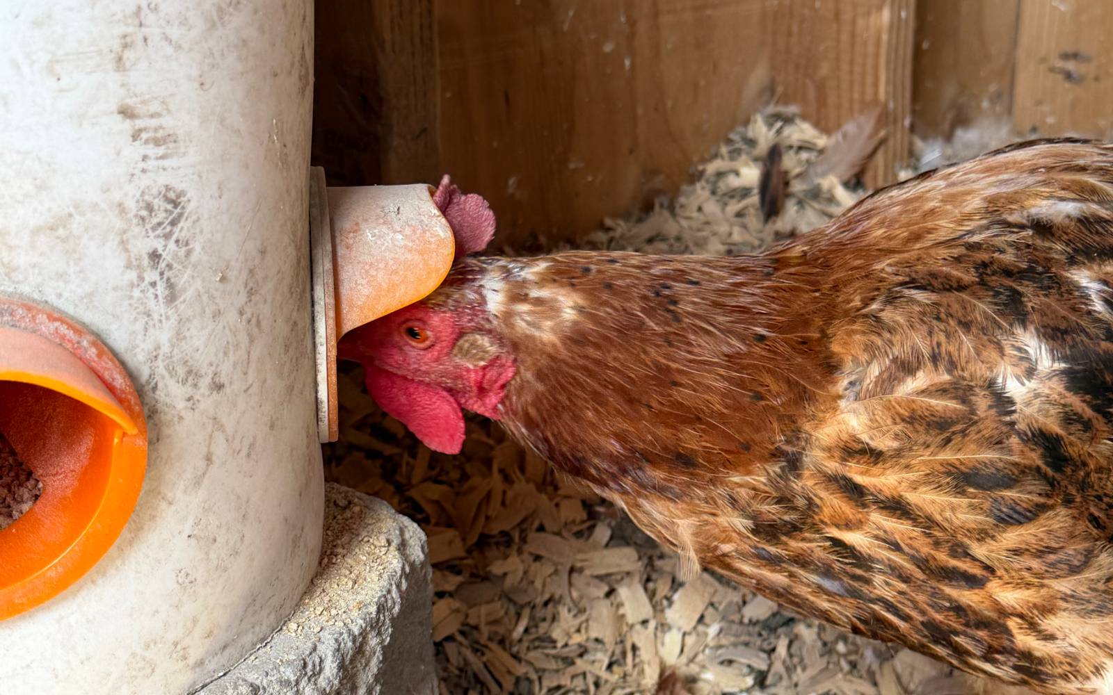 What Chickens Eat and How to Feed Them Properly placeholder image