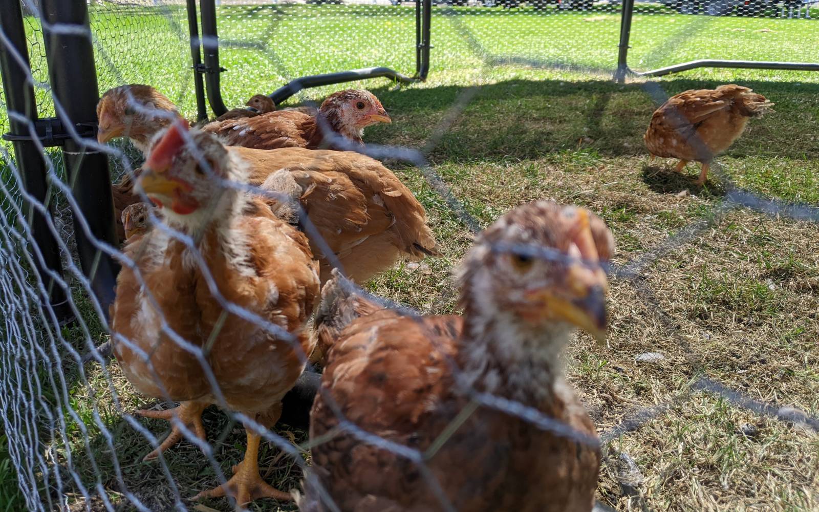 Should You Keep a Rooster? placeholder image